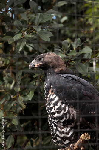 Crowned eagle Stephanoaetus coronatus photo