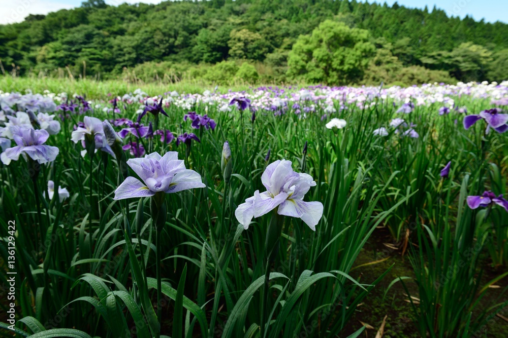 神楽女湖の花菖蒲