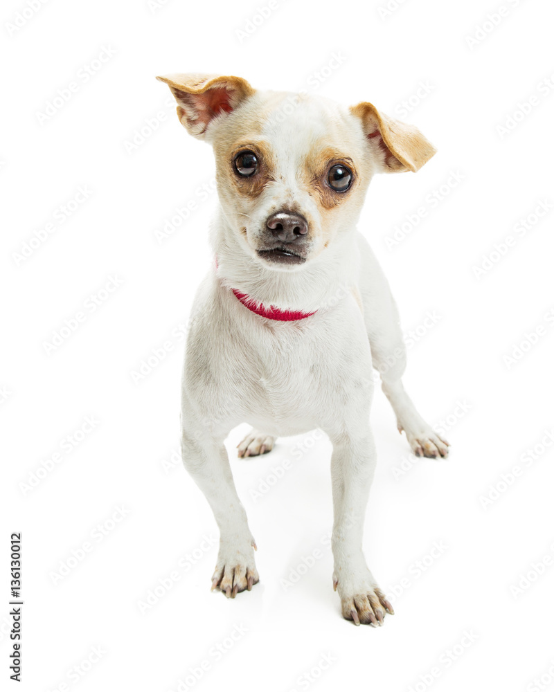 Chihuahua Crossbreed Red Collar Chihuahua Crossbreed Red Collar