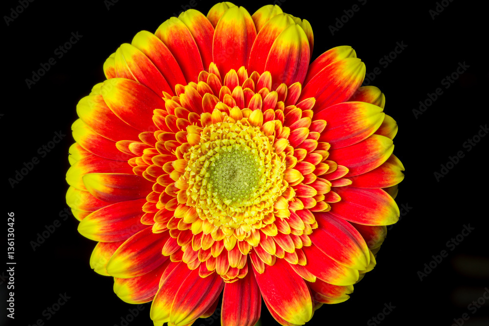 Close up of a red and yellow gerber
