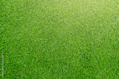 Green grass in the morning with light green background.