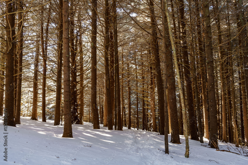 Fototapeta premium Fir Forest of Roan Mountain