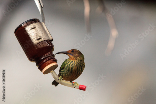 Female purple honeycreeper Cyanerpes caeruleus photo