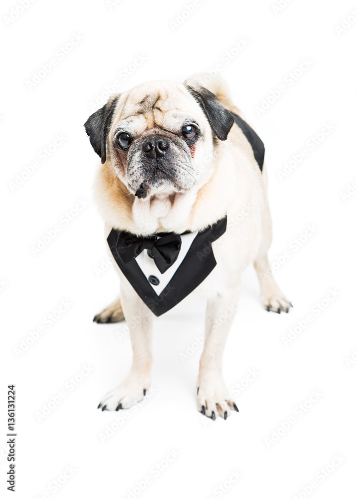 Fancy Pug Dog in Tuxedo Vest
