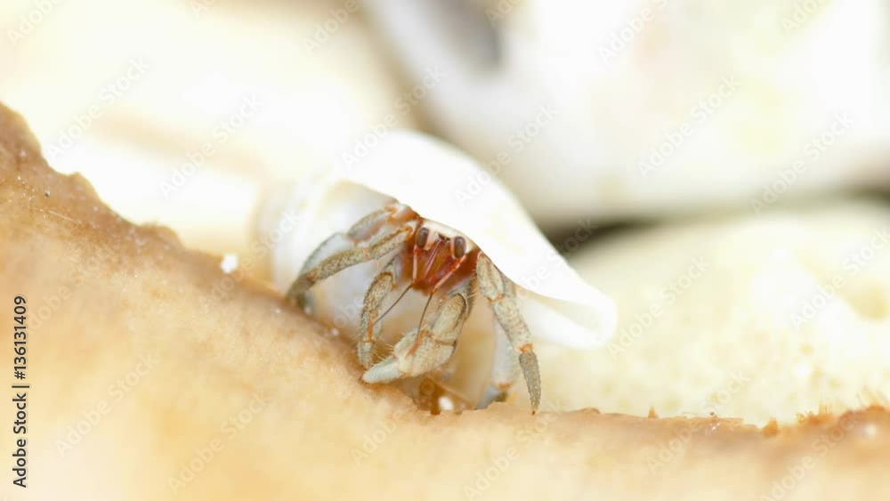 Tiny hermit crab eat Stock Video Adobe Stock
