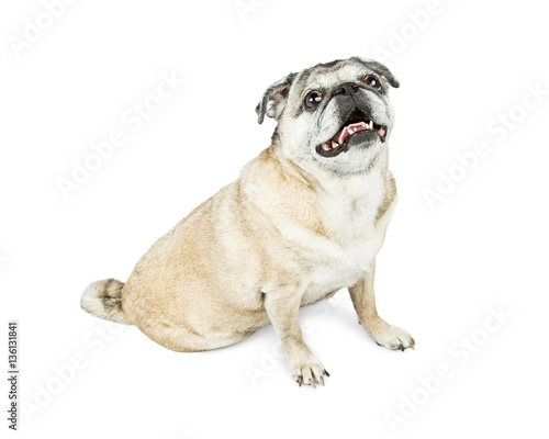 Happy Attentive Adult Pug Dog © adogslifephoto