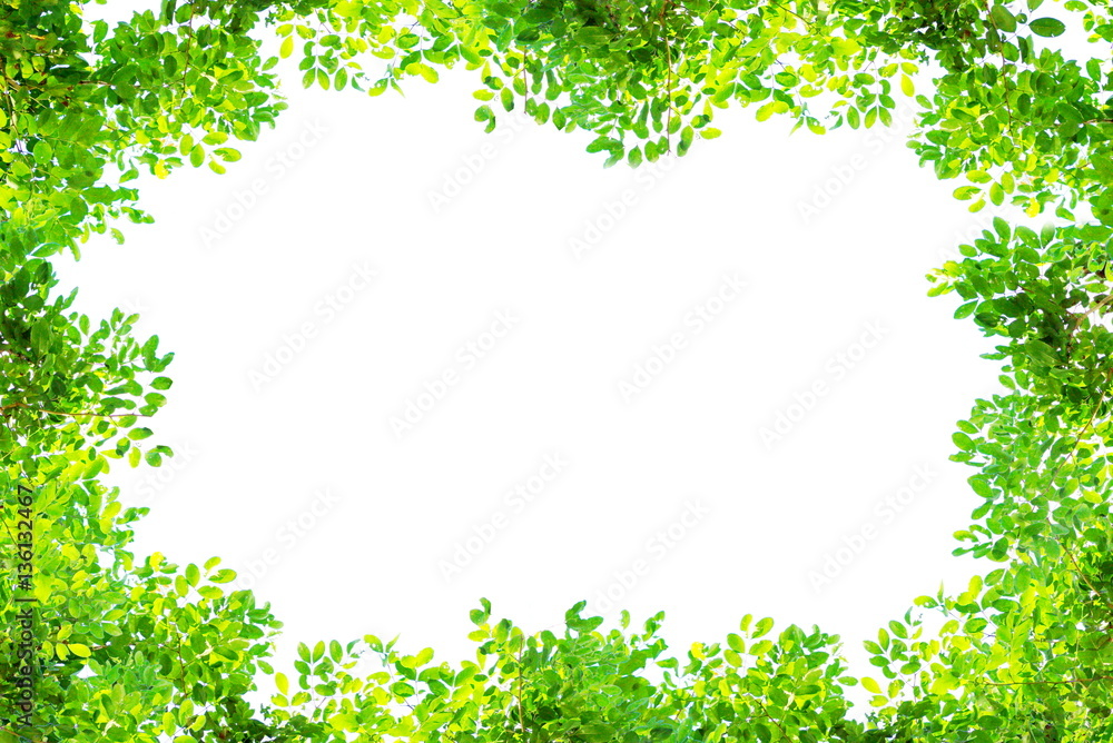 Green tree branch border isolated on a white background Green tree branch border isolated on a white background