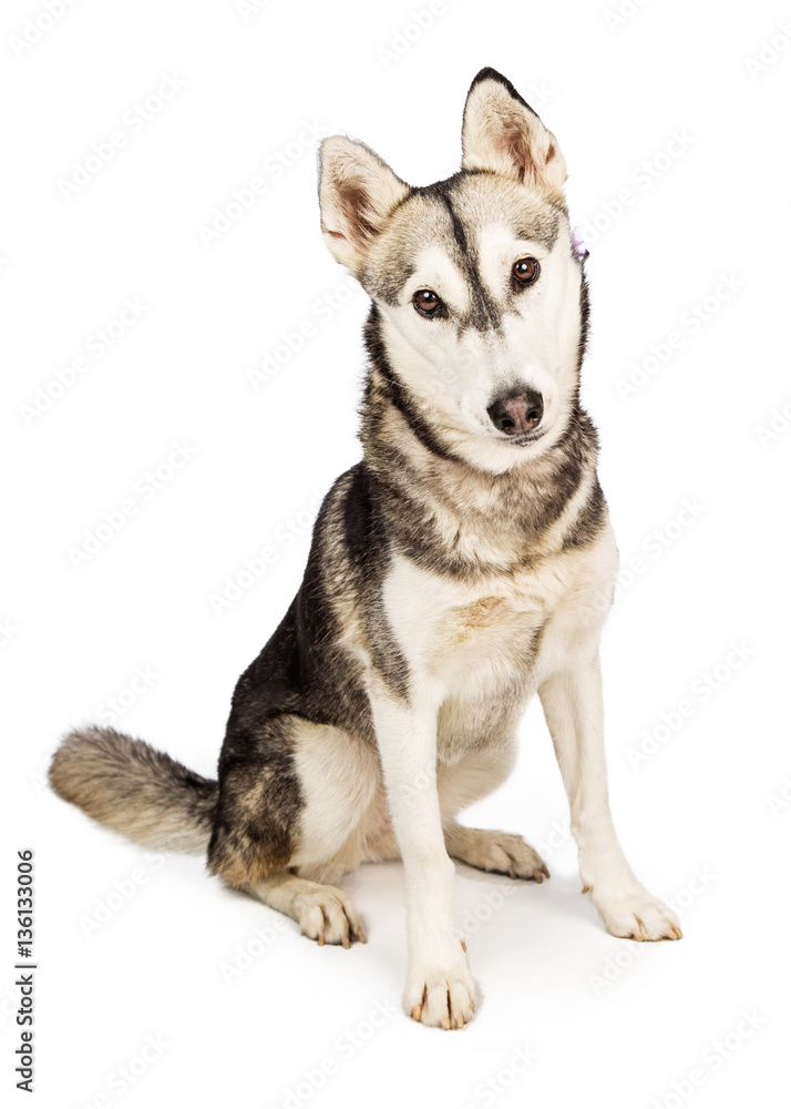 Husky Crossbreed Dog with Attentive Expression