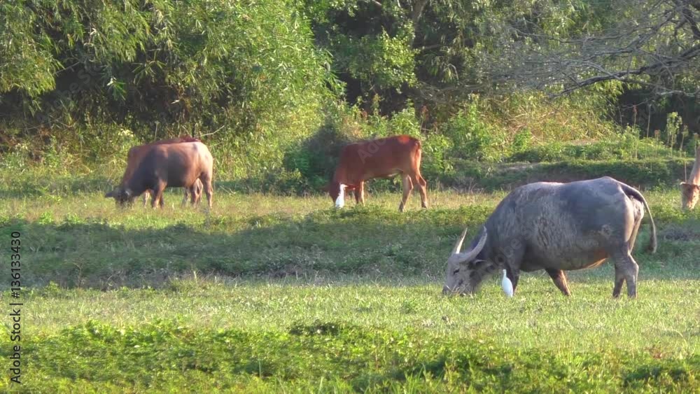 Buffalo grazing on the grass and the bird eats bugs Buffalo grazing on the grass and the bird eats bugs
