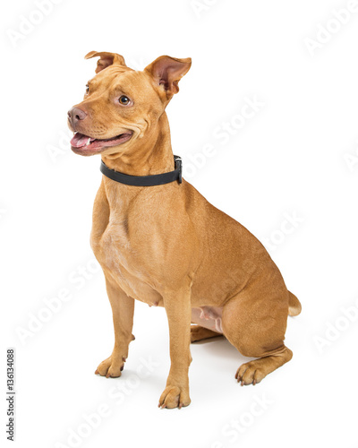 Large Crossbreed Well-Behaved Dog