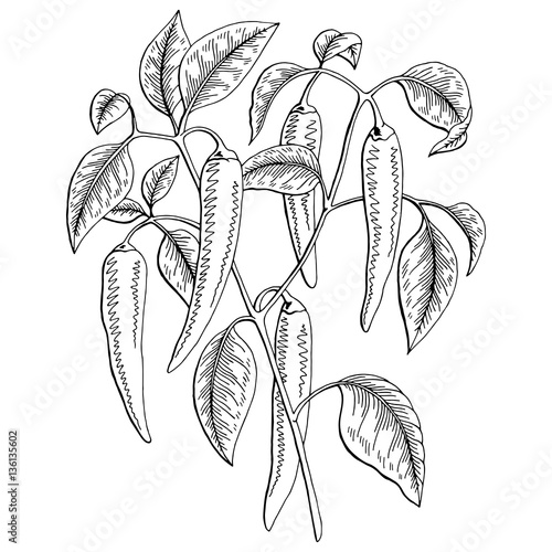 Chilli pepper graphic bush black white isolated sketch illustration vector