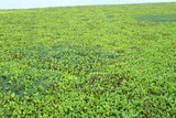 water hyacinth in Rayong, Thailand