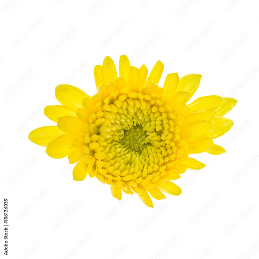 Yellow flower isolated on white background Yellow flower isolated on white background