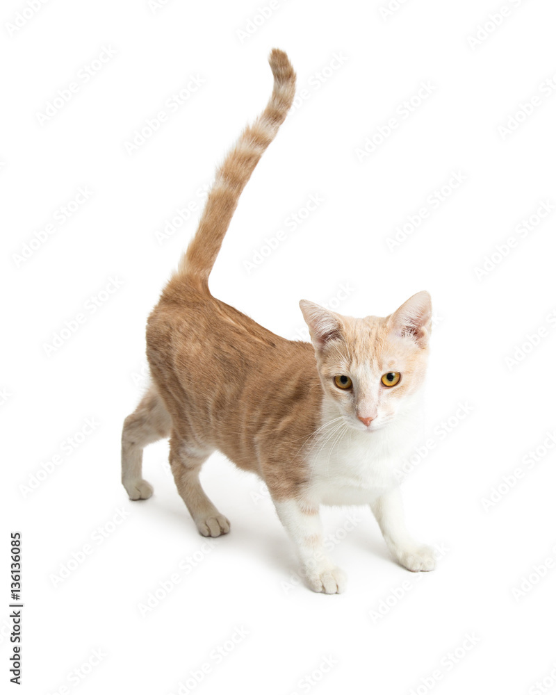 Pretty Orange and White Cat Over White Pretty Orange and White Cat Over White