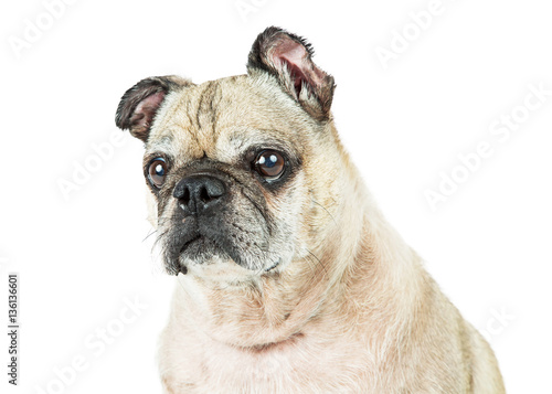 Pug Dog Closeup Looking Side