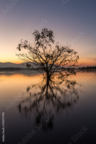 Single tree © prakitsrichan