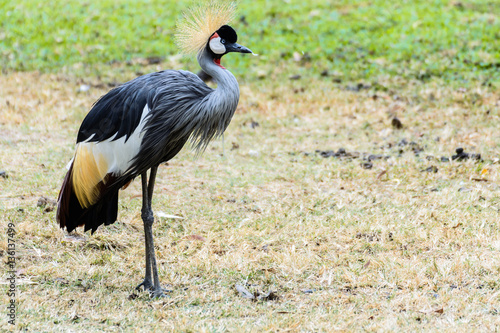 Grey crowned crane. © Look Aod 27