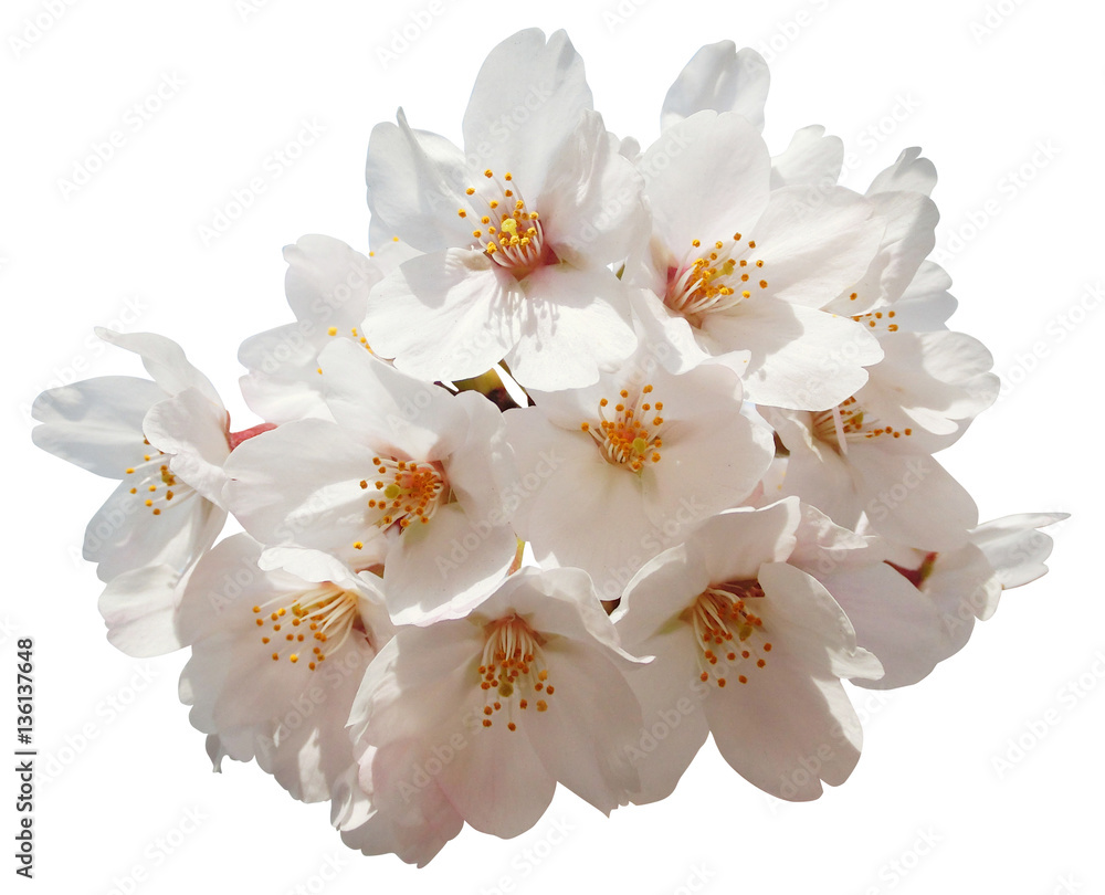 Obraz premium 満開の桜切抜き