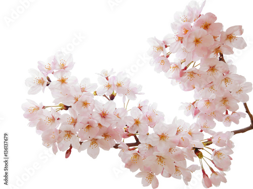 満開の桜切抜き
