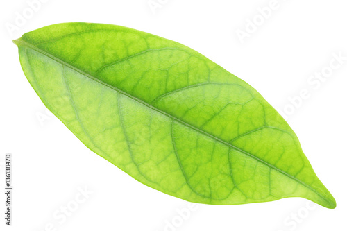 Green leave isolated on white