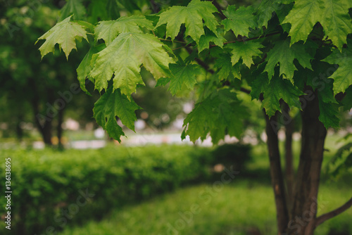 Maple in the Park. Closeup of maple leaves.