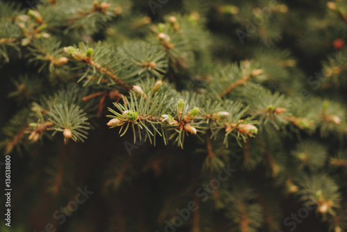 Spruce with cones close up.