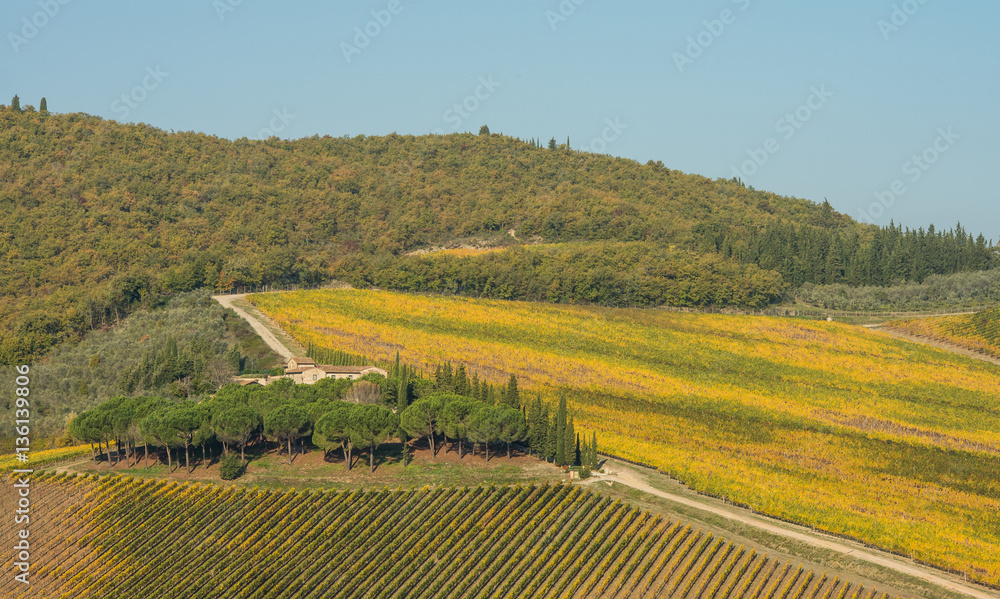 Scenic view on vineyards in Tuscany