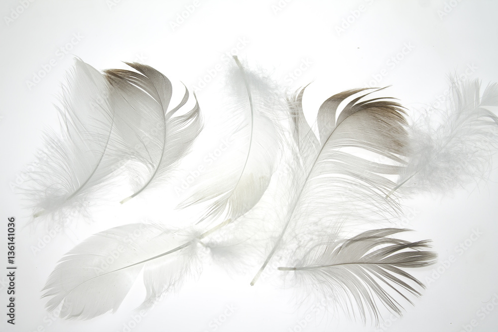 Obraz premium bird feather on a white background as a background for design