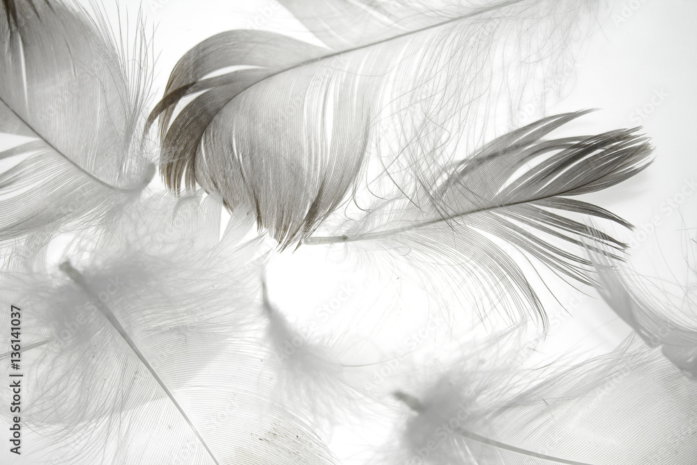 bird feather on a white background as a background for design - obrazy, fototapety, plakaty 