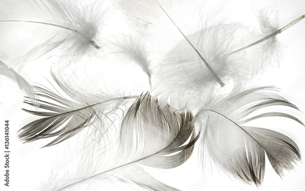 Fototapeta pióro ptak na białym tle jako tło dla projektu