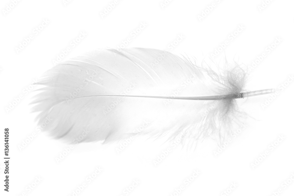 bird feather on a white background as a background for design