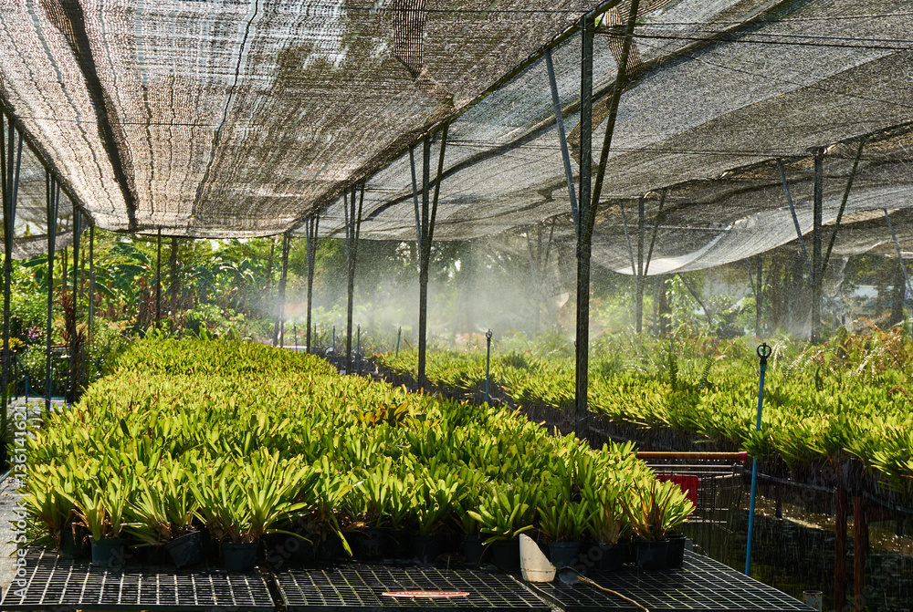 Fototapeta premium Plants watering in the greenhouse or plant nursery.