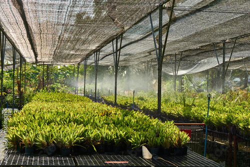 Plants watering in the greenhouse or plant nursery.