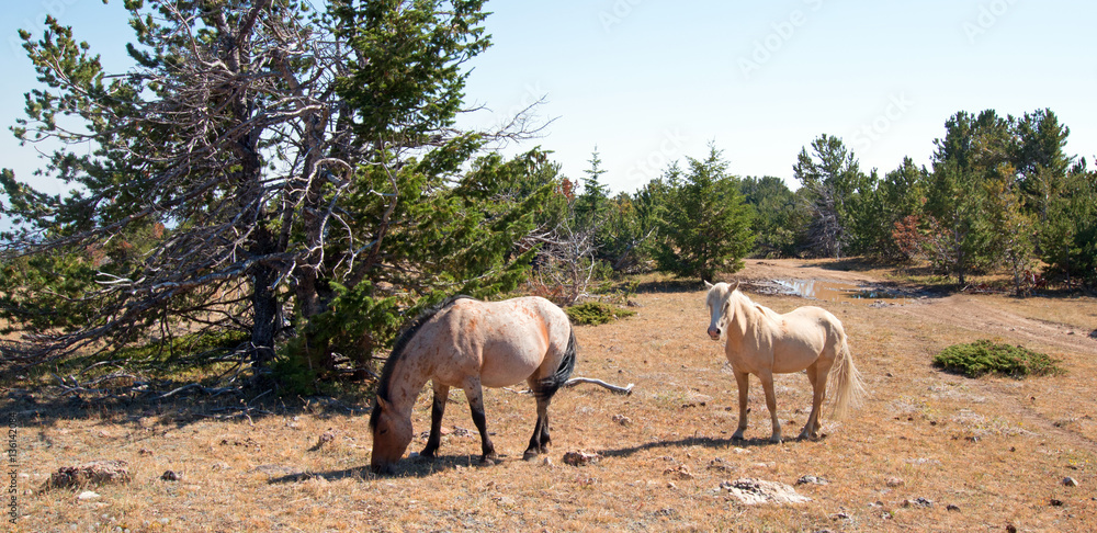 Palomino mare and Red Roan Stallion on Tillett Ridge in the Pryor Mountain Wild Horse Range in Montana USA Palomino mare and Red Roan Stallion on Tillett Ridge in the Pryor Mountain Wild Horse Range in Montana USA