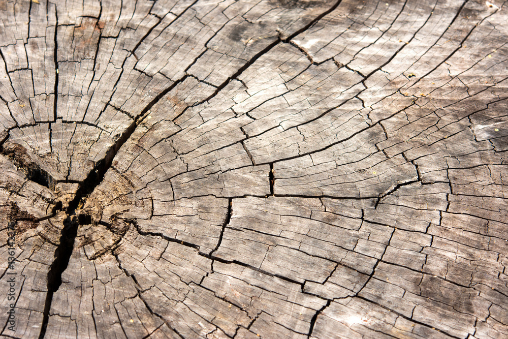 Fototapeta premium Old wood background texture, wallpaper.