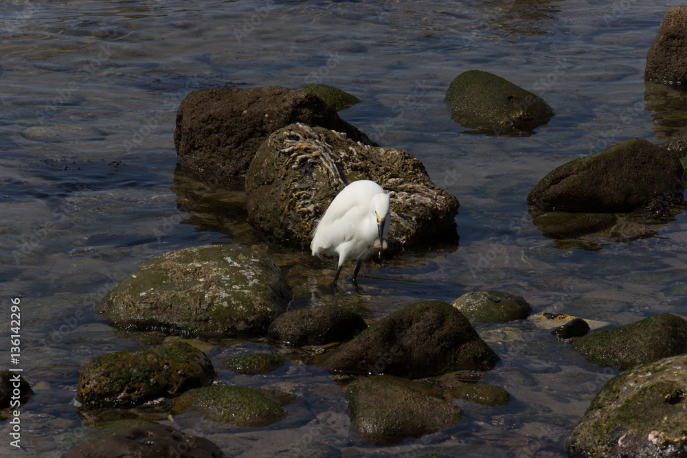 Obraz premium White heron