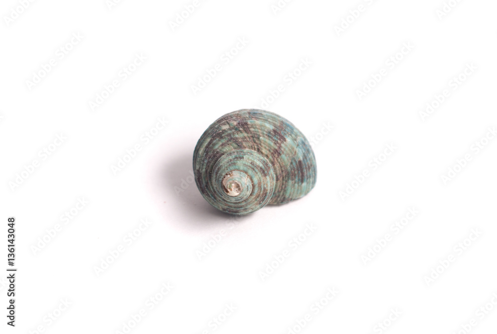 Beautiful seashell on the white background. Beautiful seashell on the white background.