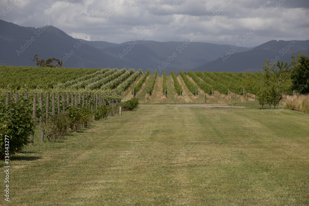 Fototapeta premium Yarra Valley Landscape