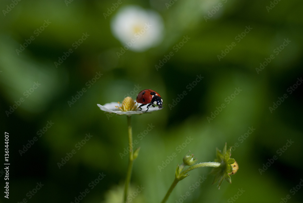 Fototapeta premium red ladybug on fresh green grass