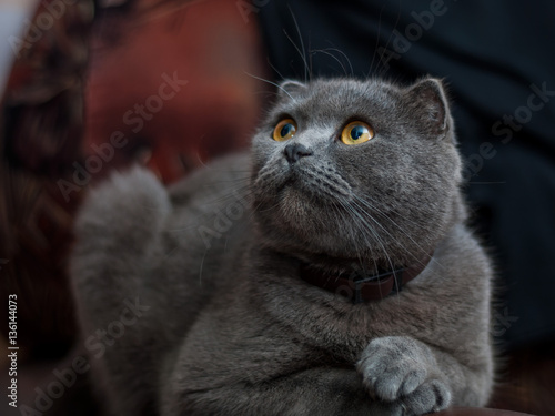 The cat, grey color, sitting on the sofa