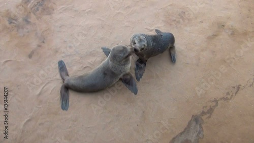 playful babies of Brown fur seal - sea lions, Cape Cross, Namibia, Africa safari wildlife and wilderness photo