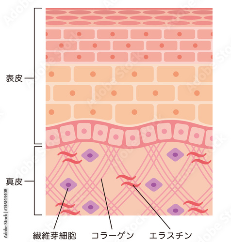 皮膚の構造 断面図