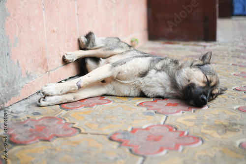 Quadro su tela Two sleeping homeless dogs in street