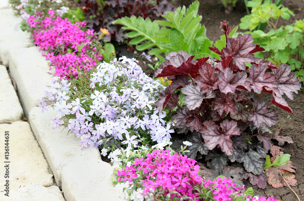 Obraz premium Variegated bed with Heuchera and phlox in a spring garden.