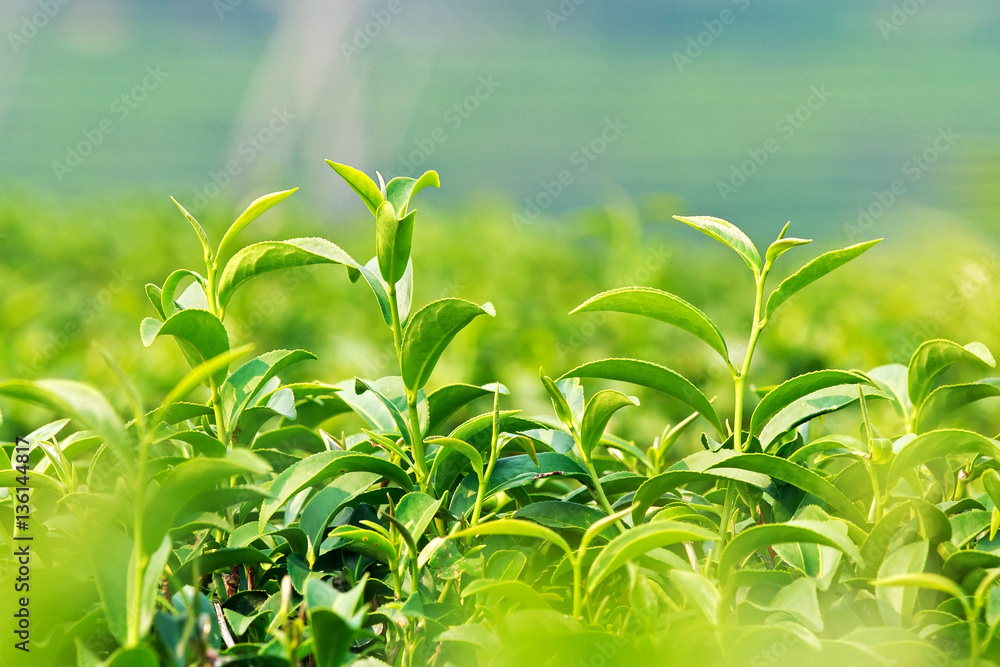 Obraz premium Cluster of young green tea leaves in tea field
