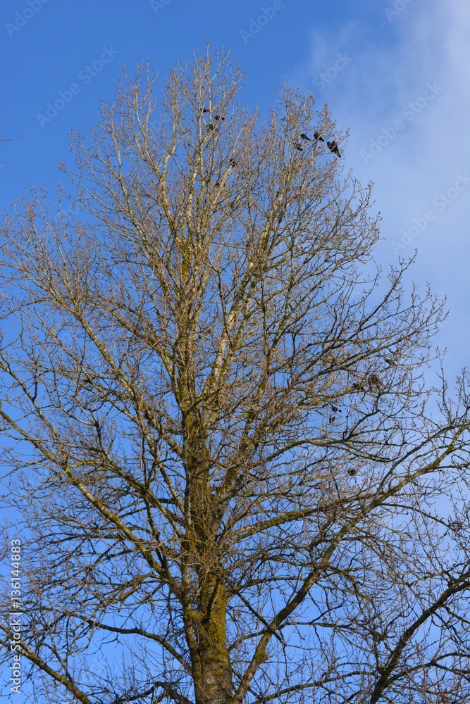 beautiful vertical spring landscape: Birds on an old large tree, nature, wilderness beautiful vertical spring landscape: Birds on an old large tree, nature, wilderness