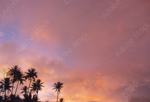 ヤシの木と夕景