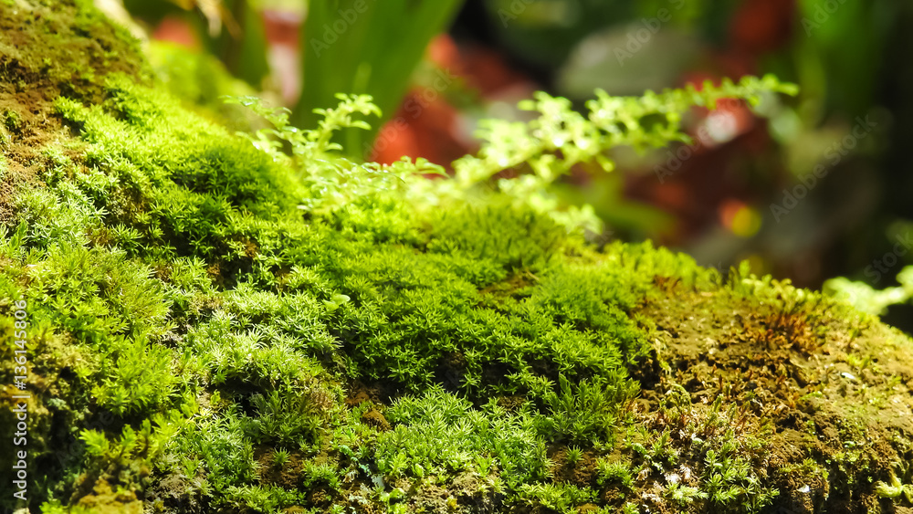 Beautiful green moss under the sunlight Beautiful green moss under the sunlight