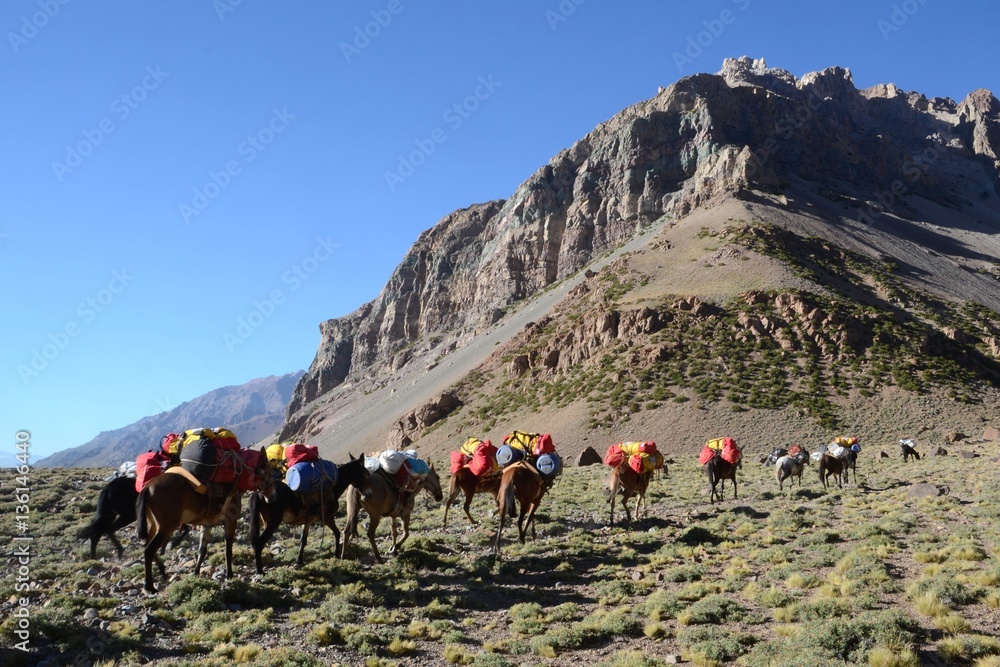 Horses and Gauchos heading towards the next camp on Aconcagua in Argentina. 