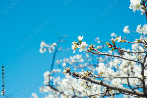 Beautiful cherry blossom sakura in spring time over blue sky.